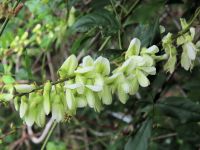 ナツフジの花：猛暑の時期に、緑白色の涼し気な花を咲かせます