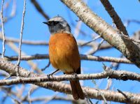 ヒッ、ヒッという鳴き声が特徴的な、身近な冬鳥です。 日中は比較的暖かい月でしたが、生き物が季節が進んでいることを教えてくれます。