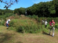 14日：セイタカアワダチソウの引き抜き駆除（ボランティアの作業で、外来植物、セイタカアワダチソウの引き抜きを行いました）
