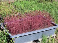 14日：真っ赤に紅葉したホソバヤマジソ（きれいですが、この後、種子を採集・保存するために刈り取りました。）