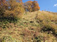 急斜面の草刈りですが、山焼き草原内は石が少なく、植物園内より作業はスムーズです。