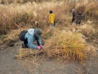 午後は茅葺き職人の方の指導のもと、茅刈り体験に挑戦です