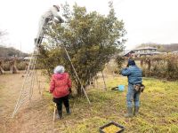 16日：クチナシ果実の収穫作業（収穫した果実は、温室内で乾燥して来年の12月頃に配布します）