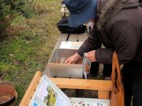 11日：植物園を楽しむ会124「黄落の里山を楽しむ」（年末ということもあり、参加者の方にクチナシの果実をプレゼントしました）