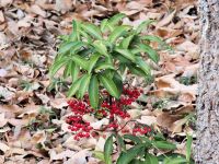 24日：クリスマスカラーの植物？マンリョウ（緑の葉に赤い実ということでちょっと強引にクリスマスカラーの植物として、植物園Facebookページで紹介しました。）