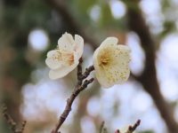 2月最初の日、園内を見回っていると、竹林内のウメの木がいつのまにか花を咲かせていました