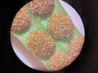 実体顕微鏡にスマホのカメラで撮影した、ノキシノブの胞子のう。よく木の幹などに着生しているシダ植物です。