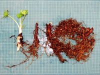 18日：植物の植替え作業 タンナトリカブトの根（鉢やポット植えで栽培している植物の植替えも、重要な冬の作業ですが、普段観察できない根の様子を観察・撮影する良い機会でもあります）