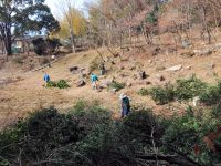 15日：伐採樹木の枝を搬出する植物園ボランティア（伐採した樹木の枝葉の部分は、植物園ボランティアの方々の人海戦術で伐採場所から搬出します）