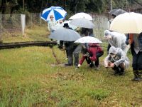 先月に引き続き、雨の観察会となりましたが、サクラソウの花はしっかり咲いてくれていました。