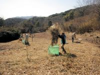 事前に刈っておいた草を集め、湿地外に持ち出します。