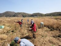 総社市のハマウツボ自生地にて、繁茂していた外来植物、シナダレスズメガヤの引き抜き作業を実施。