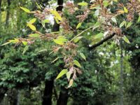 2017年頃から全国で開花報告が相次いでいますが、ついに植物園のハチクも開花しました。