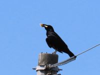 野鳥へのエサやり行為をしている人がいることがカラス急増の一因のようです。