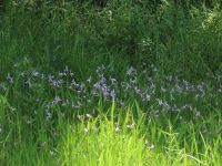 今年は例年に比べてトキソウの開花数が多く、場所によってはかなり開花密度の高い集団が見られました