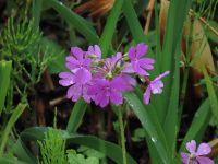 この場所のサクラソウは「山焼き」や草刈りなどの保全活動の効果で、だんだんと増加しつつあります