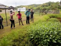 花期を迎え、白く化粧をはじめたハンゲショウを観察中