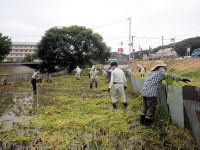 今年はミズアオイがジャンボタニシにあまり食べられていないようで、保護区画以外でも比較的多くの株が育っていました。