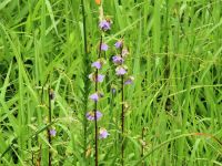 年によっては花茎を昆虫にかじられて花が少ないことがあるのですが、今年はあまりかじられず、比較的花付きが良かったようです