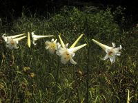 きれいな花なのですが、非常に成長が早く、繁殖力の強い外来種なので、駆除を行っています