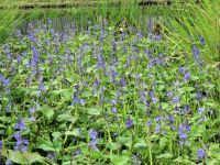 今年はなぜか？ジャンボタニシの食害が少なく、ミズアオイが順調に生育し、多くの花を見ることができました
