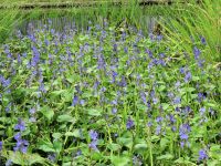 今年はなぜか？ジャンボタニシの食害が少なく、ミズアオイが順調に生育し、多くの花を見ることができました