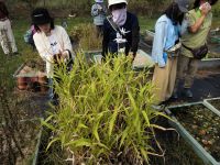 プラ船に植えていたジュズダマを観察しました。熟していた種子は採集して持ち帰って頂きました