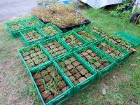 来春、フサヒゲルリカミキリ保全のために草原内に移植する予定です