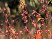 昨年は花付きがまだまばらでしたが、今年は少雨にも負けず、たくさんの花を咲かせてくれました