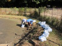 24日：池の岸沿いに堆積した土砂で土のう作成（池が干上がったのを逆手にとって、岸沿いの土砂を掘って土のうを作成し、岸の補修を行いました。）