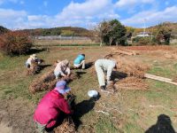 24日：ヒメガマの茎（葉）を結束するボランティアの方々（池が干上がって普通の長ぐつで入れる状態なので、ボランティアさんに、刈り取りから結束まで作業をしてもらいました）