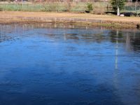 水量が少なめで水温が下がりやすく、氷が張りやすい条件ではあったのですが、冬を実感する光景です。