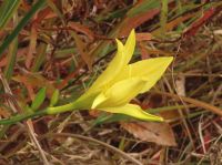 日中の暖かさに混乱してしまったか、11月から湿地内でひと株のユウスゲが開花し、12月にはいっても咲いていました