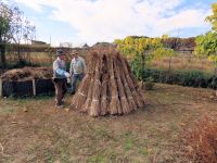 1日：ヒメガマ「くろ」をつくるボランティアさん（結束したヒメガマを集めて立てて「くろ」を作ることで、腐らせずに保管することができます）