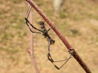 冬の間には死んでしまうはずですが、暖かければ年を越してもわりと生存しています。 とはいえ、1月終わりに生きている個体を見つけたのは初めてです