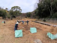 26日：湿地内部の草を集める植物園ボランティア（今年は降水量が少なく、湿地も乾燥気味のため、作業しやすいようです。　植物のことを考えると複雑な気持ちですが・・・ ）