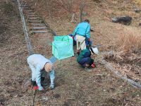 2日：観察路の外来チチコグサ類を除草するボランティアの方々 （根絶はほぼ不可能なのですが、まったく放置しても増えすぎてしまうので、個体数抑制のために除草を行っています）