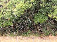 倉敷みらい公園で観察会をしていた午前中は天気が良かったのですが、午後になると、雪が激しく降る時間もありました