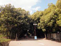 20日：横浜国立大学キャンパスの常緑林 （岡山県高梁市出身であった宮脇昭 横浜国立大学名誉教授の思想に基づいて常緑樹が植栽・整備されている）