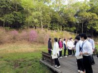 湿地の木道デッキから。 奥に咲いているピンク色の花はコバノミツバツツジです