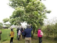 満開のゴマギを観察する参加者。 花はいい匂いですが、若葉はゴマ油の香りがします