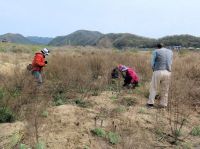 希少植物保全のため、シナダレスズメガヤやオオキンケイギクなど競合する外来種を中心に除草を行いました