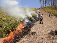 山焼き2日目は草原が森林に変化してしまった場所の樹木を伐採し、山焼きで、草原を復元しようとしている場所を実施。
