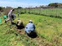 12日：ノカンゾウ植栽地の草取りをするボランティア（植栽したノカンゾウがまだ小さいため、刈払機で草刈りが難しく、ボランティアさんの手作業で丁寧に除草してもらいました）