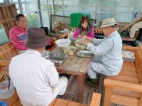 31日：オキナグサ痩果の精選作業（冠毛むしり）（雨が降ったりやんだりの天候のため、温室内でオキナグサの痩果から冠毛（綿毛）をむしる作業をしてもらいました）