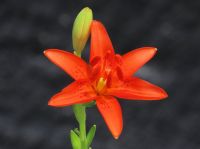19日：ヒメユリの開花