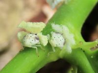 8日：チュウゴクアミガサハゴロモの幼虫
