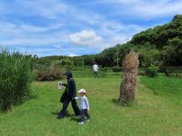 博物館友の会会員限定で、虫捕りのために植物園の開放を行いました