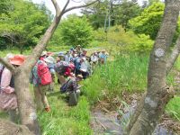 実は苦手なスゲ植物の見分け方の研修として、博物館友の会の観察会に参加。 参加者の熱心さに圧倒されました