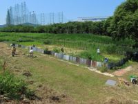 ミズアオイの生育を助けるため、植物園ボランティアや、県の巡視員の方々と協力し、自生地の草刈り・草寄せを行いました